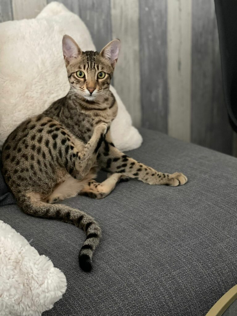 chat adulte assis sur un canapé