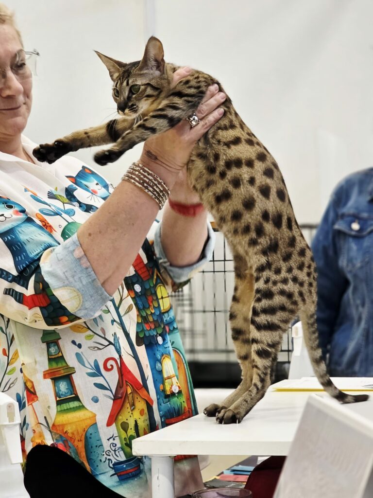 Savannah tenu poar un juge lors d'une exposition féline