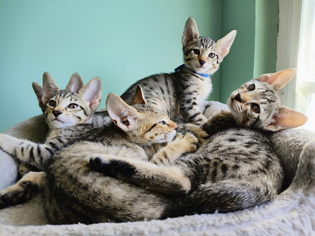 plusieurs chatons regroupés sur un arbre à chat