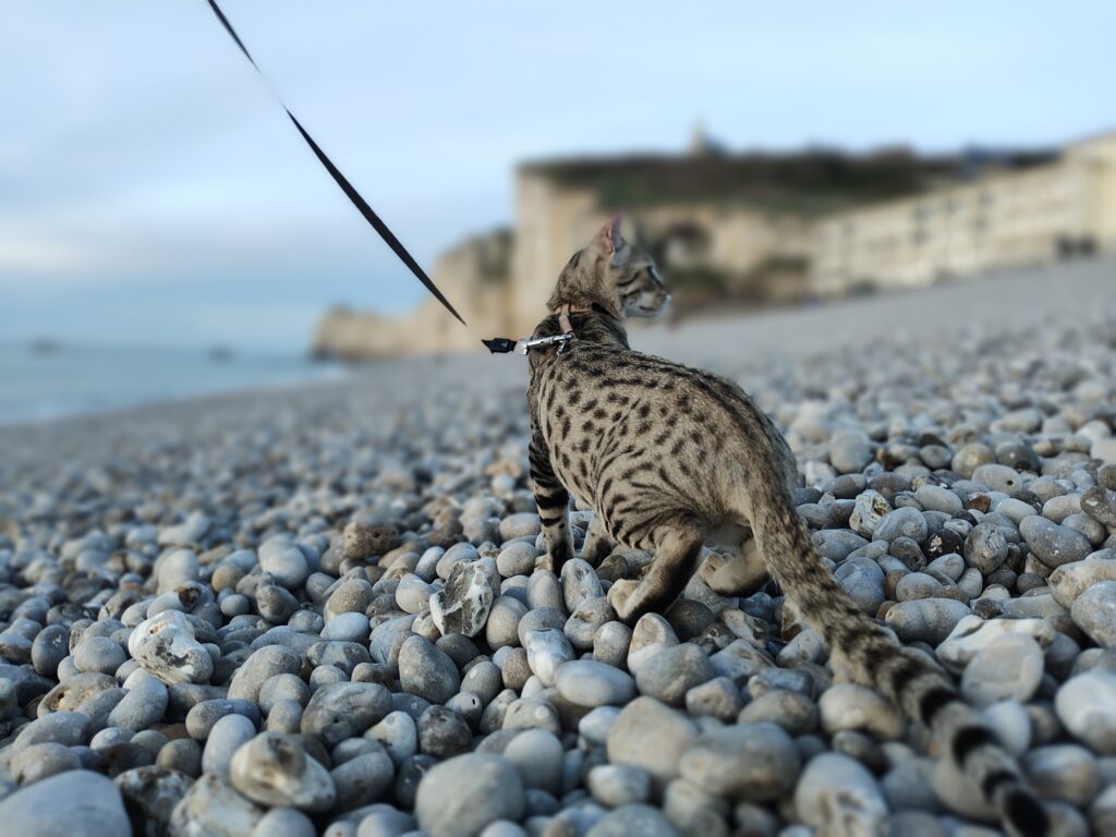 un chat savannah tenu en harnais et laisse, se baladant sur une plage de galets