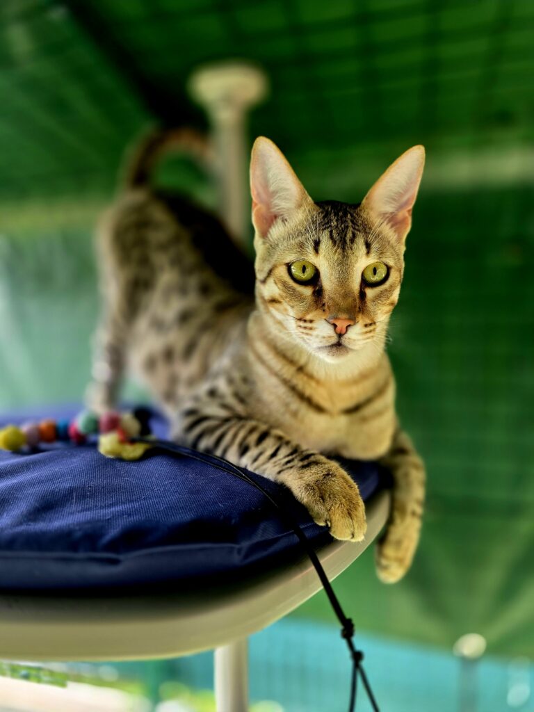 chat sur arbre à chat