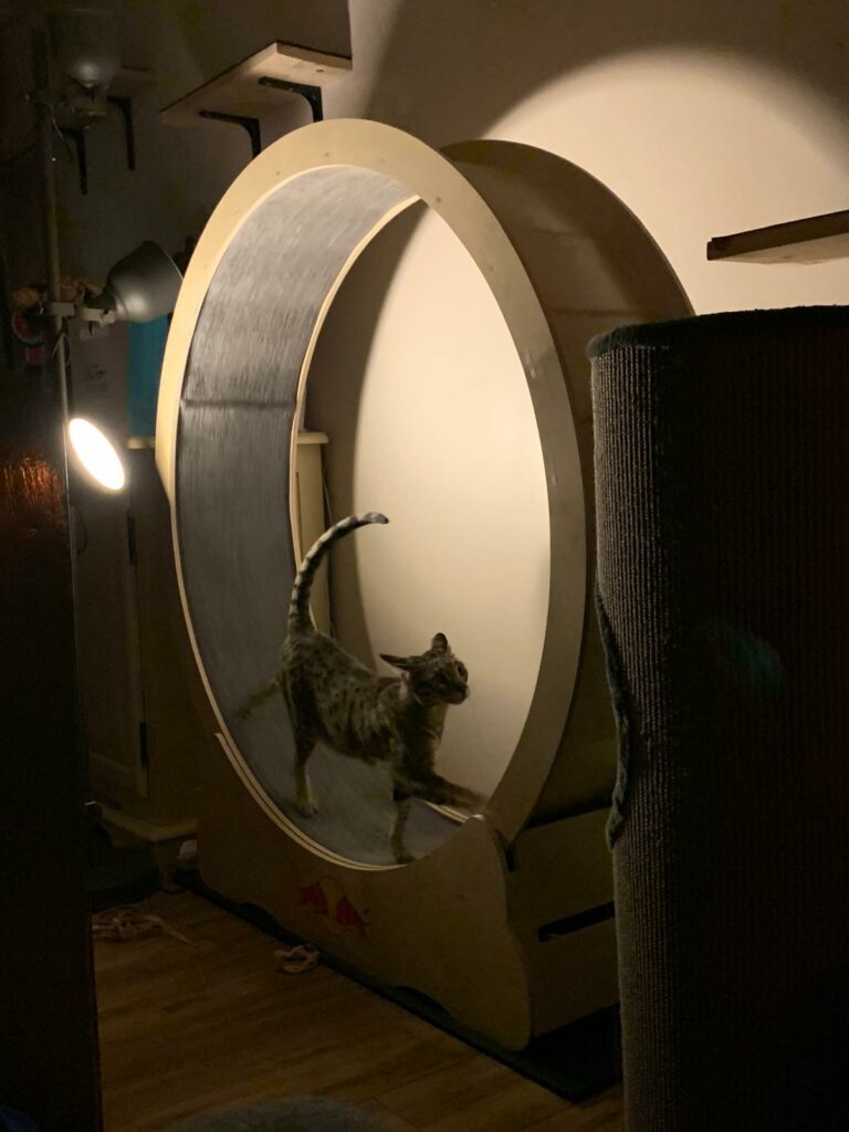 roue géante pour l'exercice de vos chats