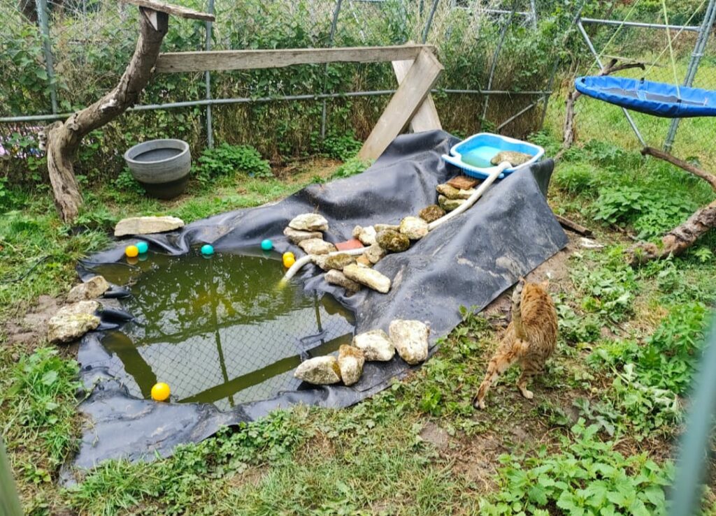 bassin pour catio