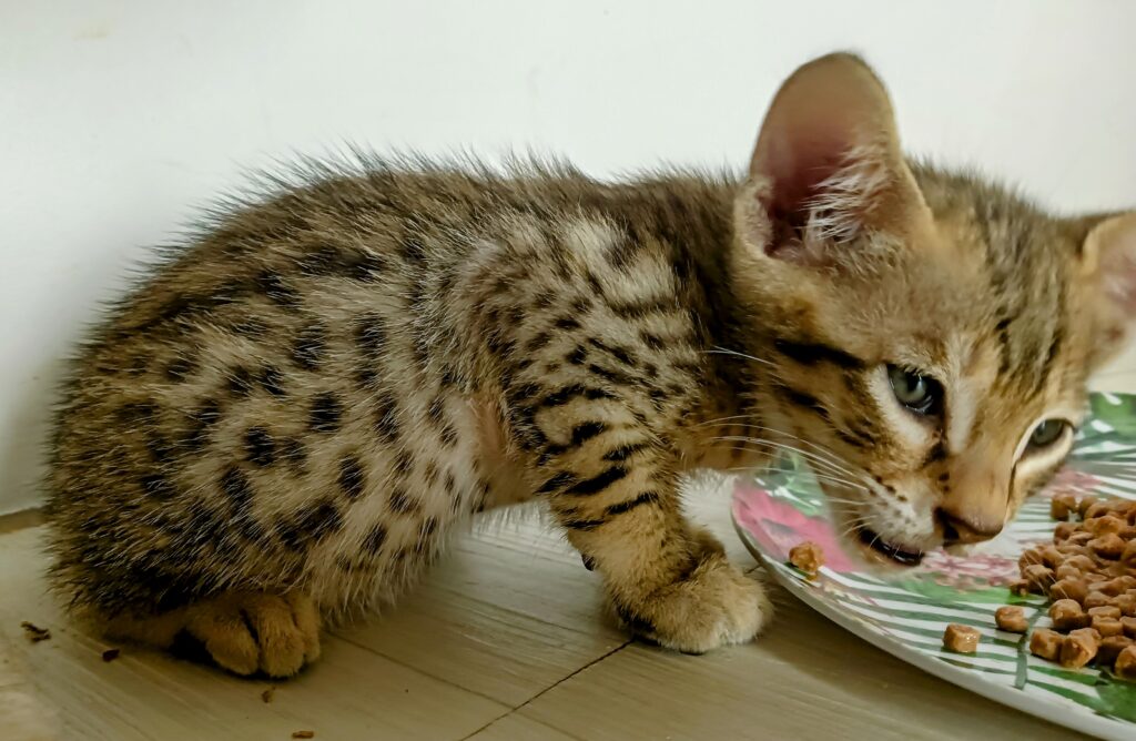 chaton savannah en train de manger