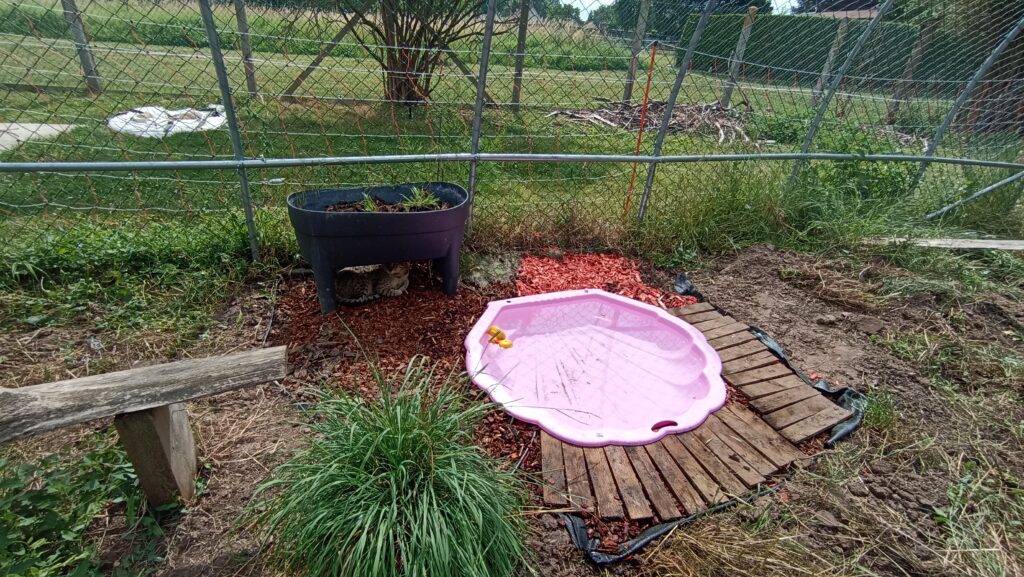 idée d'aménagement extérieur d'un enclos pour chat