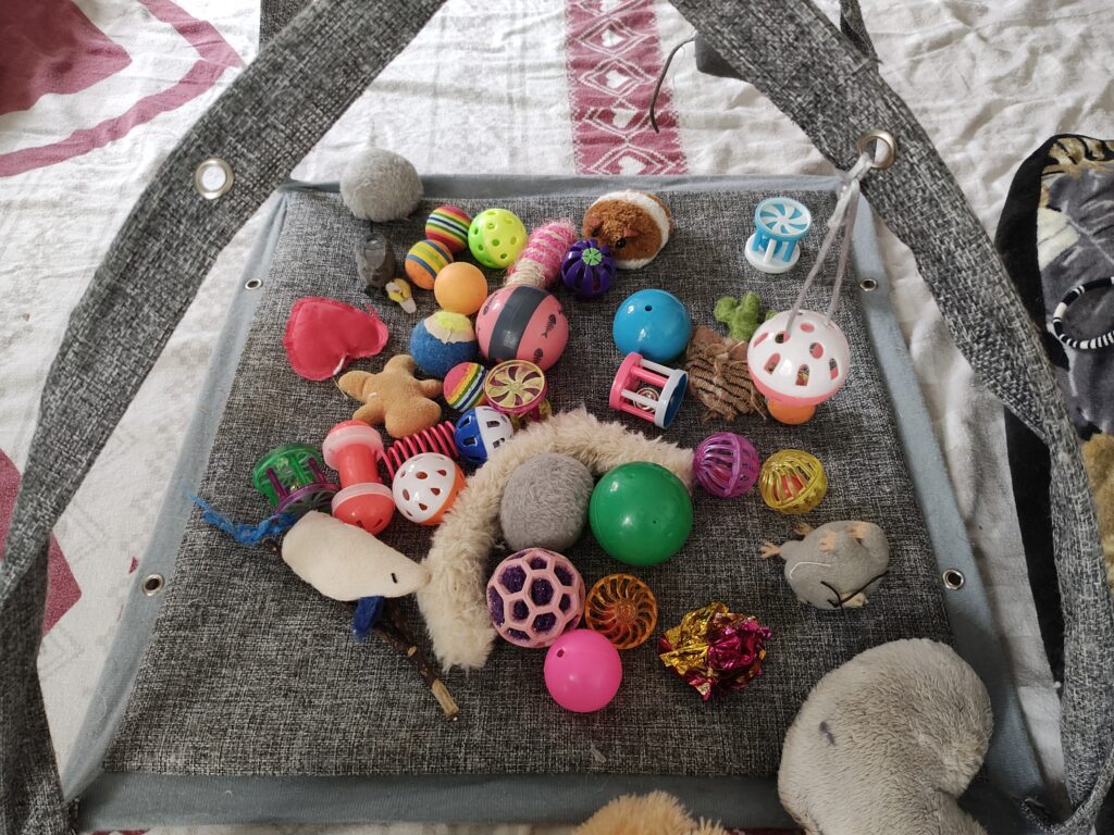 jeux et jouets pour chatons