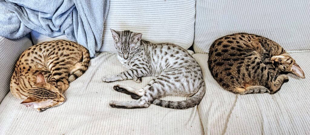 trois chats savannah de différentes couleurs de robe