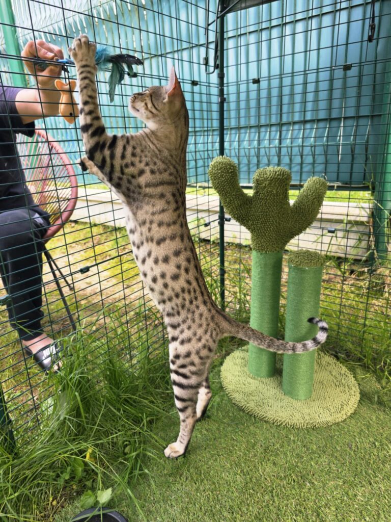 chat savannah train de jouer dans un catio