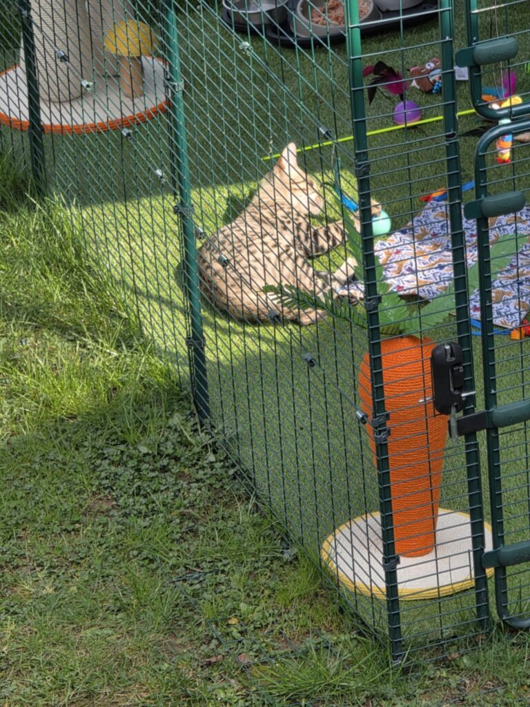 chat savannah en sécurité en extérieur