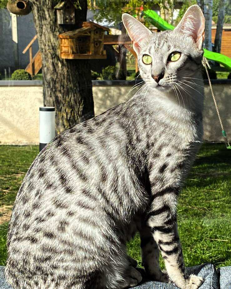exemple de savannah Silver
