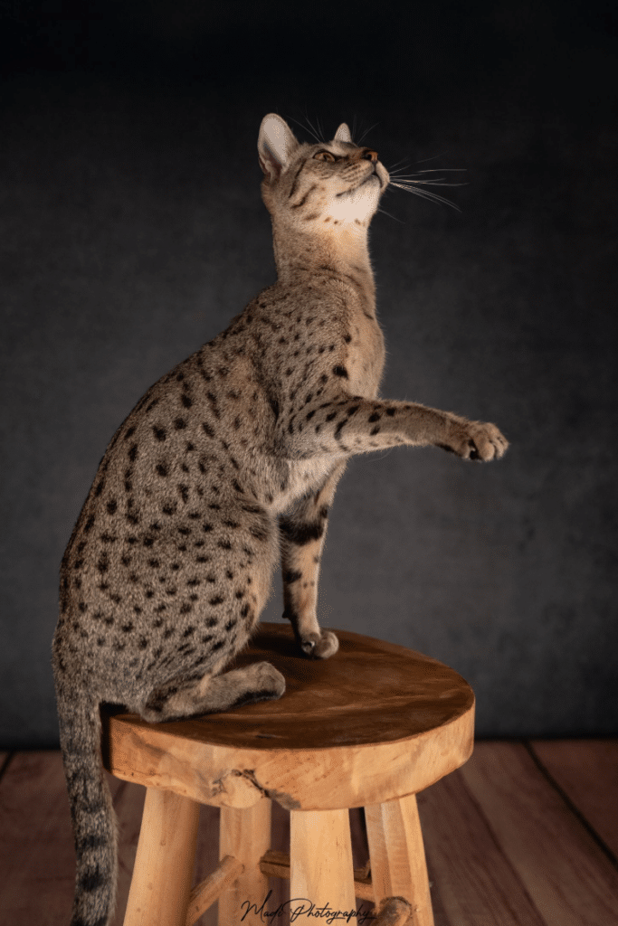 chat savannah domestique
