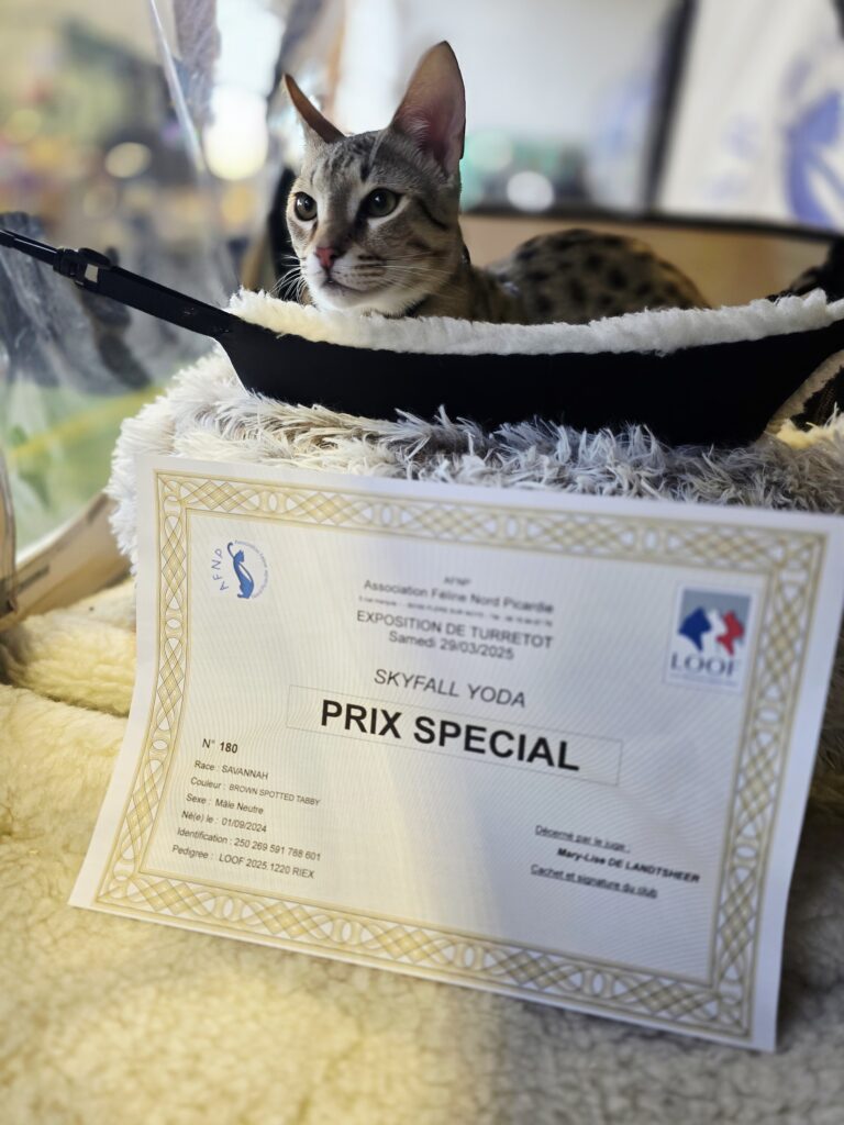 chat en expostion avec un prix spécial