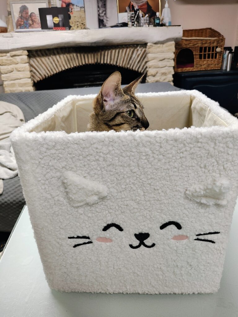 cachette avec un chaton savannah à l'intérieur