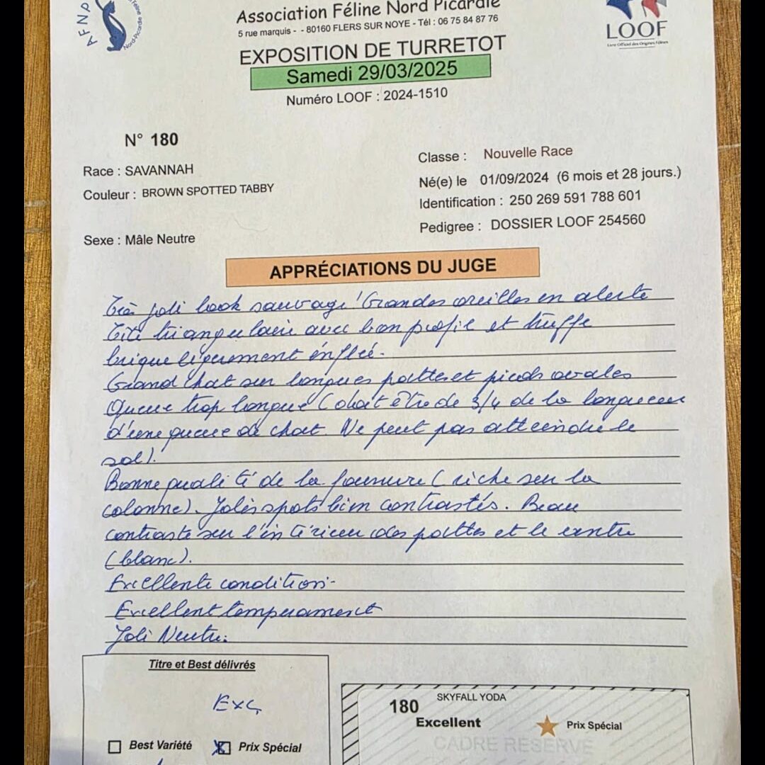 feuille de jugement d'un savannah lors d'une exposition LOOF