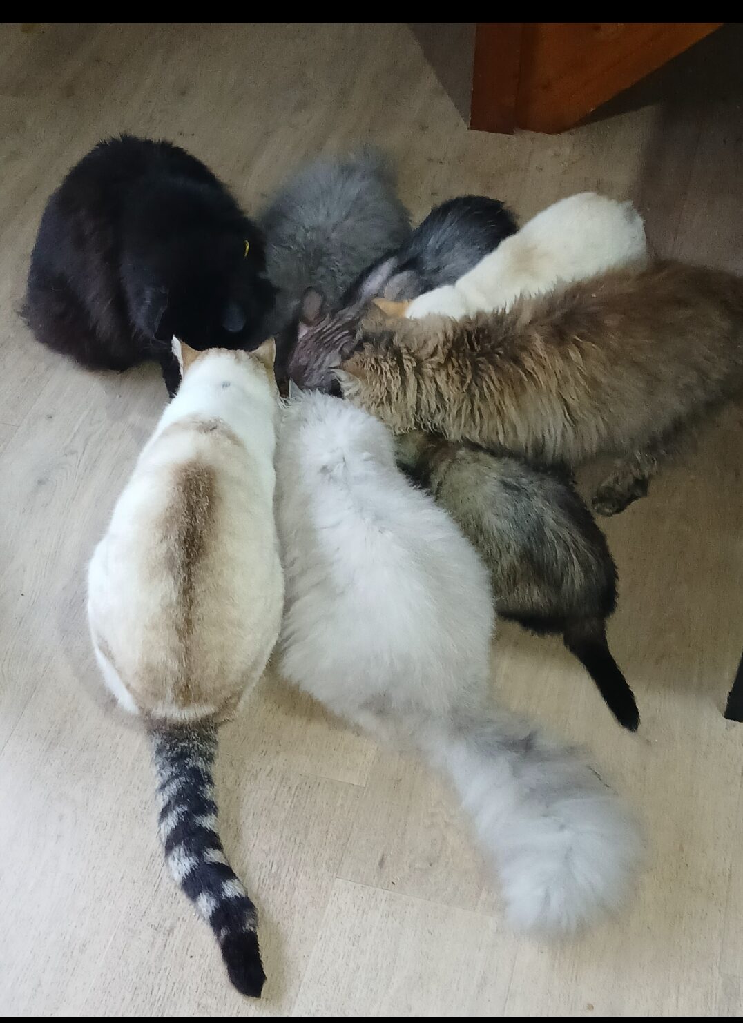 CHAT ET FURET: une cohabitation, même avec les plus atypiques