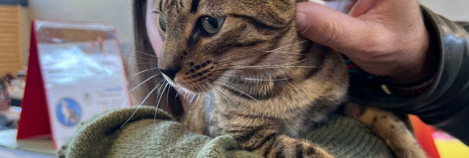 chat savannah dans l'es bras lors d'une exposition féline